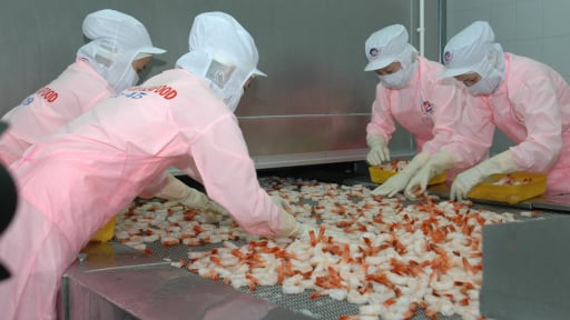 Xuất khẩu tôm sang Trung Quốc tăng trưởng 3 con số, chủ yếu nhờ loài tôm khổng lồ nuôi nhiều ở Khánh Hòa, Phú Yên