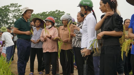 Phú Thọ: Nông dân xã Phùng Nguyên phấn khởi với ruộng lúa giống VNR88 sắp vào vụ thu hoạch