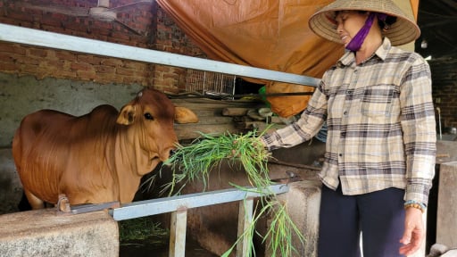 Dự án hỗ trợ bò sinh sản: Trao sinh kế, gieo hy vọng thoát nghèo cho bà con