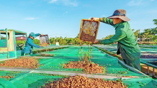 Tỉnh Gia Lai ban hành một kế hoạch về hợp tác, liên kết sản xuất, ngay trước giờ sáp nhập với tỉnh Bình Định thành tỉnh Gia Lai mới