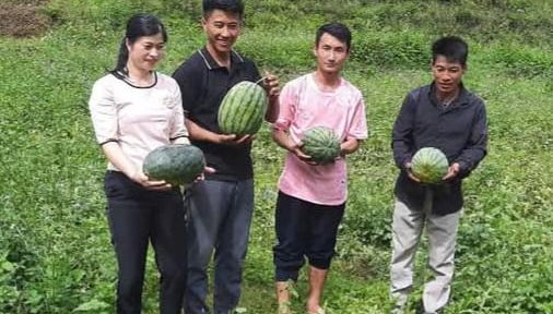 Dưa hấu kết trái ở vùng cao, thêm hướng làm giàu cho người dân Pa Tần