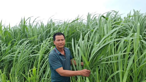 Biến ruộng thành đồng cỏ, một nông dân Hải Phòng nuôi con gì mà 'tự trả lương cao', 25 triệu/tháng?