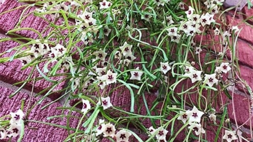 Đừng trồng trầu bà, cây cảnh như mớ cỏ rối này vừa độc lạ, vừa thu hút may mắn, thịnh vượng