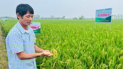 Ngọc Nương 9, Dự Hương 8, Kim Cương 111: 'Sao sáng' mới trên đồng đất Hưng Yên