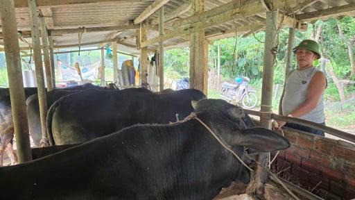 Một nông dân Quảng Nam lãi cả trăm triệu/năm nhờ xây dựng thành công mô hình nuôi bò 3B toàn con to bự