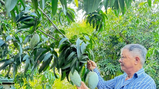 Xoài chỉ còn giá 1.000 đồng/kg, chả mấy ai mua, nông dân Đồng Nai để chín rụng đầy gốc