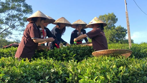 Vùng này ở Thái Nguyên, người dân 'gọi' đom đóm, giun đất về trồng chè, đang giữ hơn 100ha giống chè cổ, có cây chè tím hiếm có