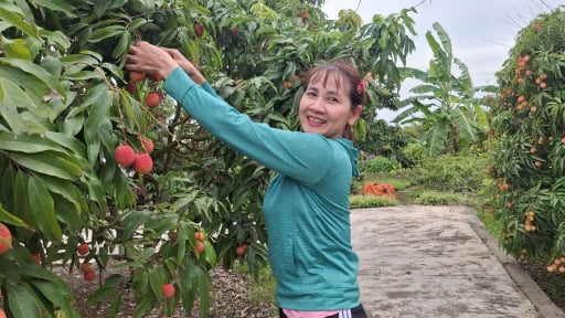 Tỉnh Hải Dương gửi 500 lá thư mời doanh nghiệp đến dự một sự kiện đặc biệt liên quan đến loại trái cây đặc sản, trước khi sáp nhập với Hải Phòng