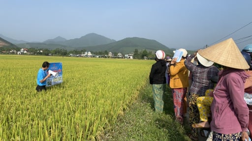 Nông dân trồng lúa Quảng Ngãi tiết kiệm tiền nhờ sử dụng phân bón công nghệ mới