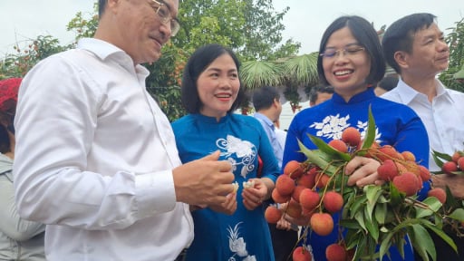 Tỉnh Hải Dương khai hội mở vườn vải và xuất khẩu lô vải đầu tiên năm 2025