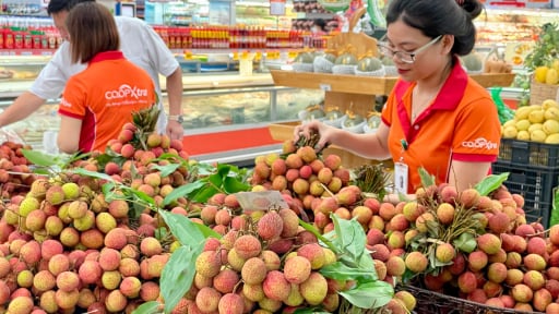 Bắt tay hợp tác tiêu thụ vải thiều Bắc Giang ở TP.HCM, hướng đến chuỗi giá trị nông sản bền vững