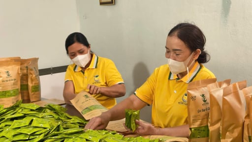 Sản xuất trà búp ổi Tân Yên đạt chuẩn OCOP, hướng đi mới cho nông dân Bắc Giang