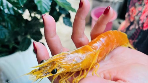 Tôm sú lạ lần đầu tiên thấy ở Cà Mau, vàng từ đầu tới đuôi trừ 2 con mắt, dân tình xôn xao