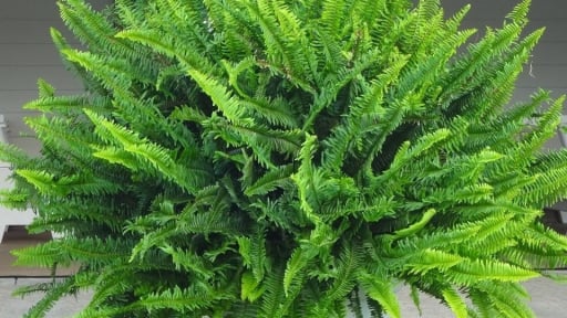 Cây cảnh 'nữ hoàng nhiệt đới', xanh mướt, tràn trề sức sống, trồng trong nhà dịu mát mùa hè, tăng lộc tài vận