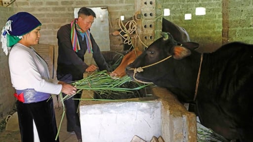 Nguồn tín dụng chính sách xã hội đang giúp giảm nghèo ở các vùng nghèo, vùng đồng bào dân tộc thiểu số và miền núi