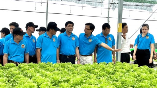 HTX trồng rau thủy canh có tiếng ở TP HCM “thoát nguy” nhờ Quỹ Hỗ trợ nông dân 'tiếp sức'