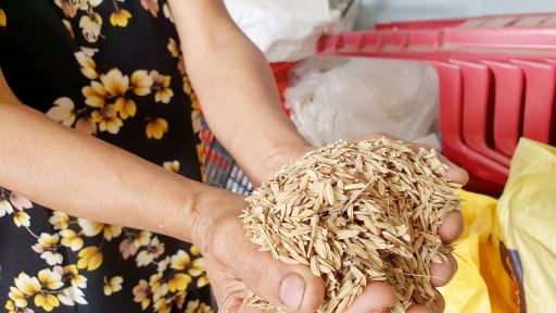 Thêm chuyện đang lạ ở Hà Tĩnh, ruộng lúa trổ bông chả chịu cúi đầu, nông dân một xã ngán ngẩm trong cái nóng mùa hè
