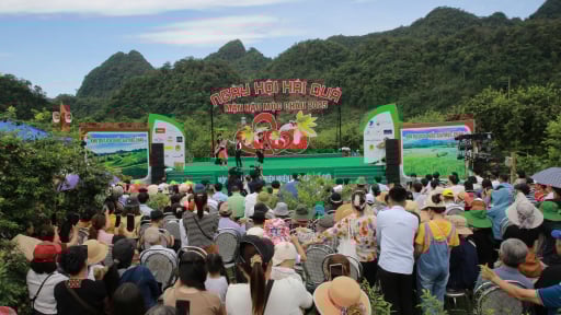 Ngày hội hái mận hậu Mộc Châu: Thử thách tốc độ và sự khéo léo của người nông dân