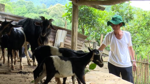 Trồng cây ăn quả, nuôi con đặc sản, một huyện miền núi của tỉnh Quảng Nam giảm hẳn hộ nghèo