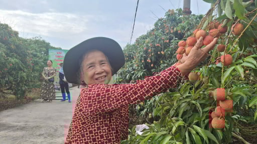 Tỉnh Hải Dương nỗ lực xúc tiến xuất khẩu vải thiều đi các nước 