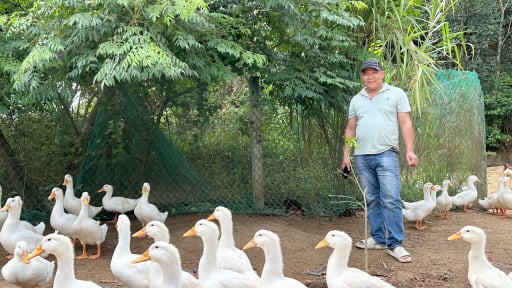 Nuôi gà, nuôi vịt kết hợp làm dịch vụ, anh đầu bếp Đà Nẵng làm kiểu gì mà bán giá cao vẫn đắt hàng?