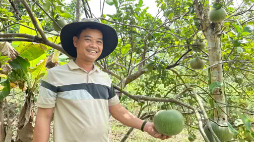 Một nông dân Đà Nẵng có cách thoát nghèo hay, biến đất cằn thành 'miệt vườn miền Tây' la liệt quả ngon