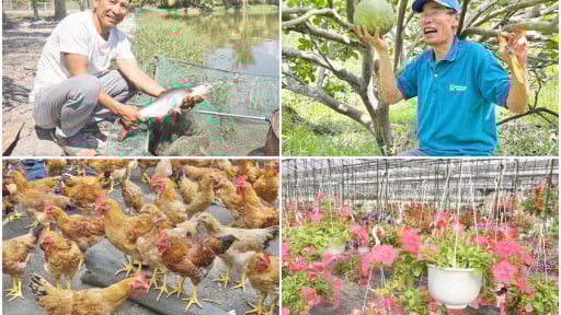 Xây dựng các mô hình kinh tế nông nghiệp hiệu quả, điểm sáng trong công tác Hội Nông dân Đà Nẵng