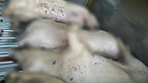 Phát hiện vụ vận chuyển lợn chết không rõ nguồn gốc tại một lò mổ ở Quảng Trị