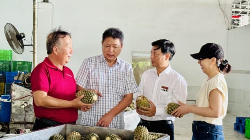 Agribank Vĩnh Long: Đòn bẩy vững chắc cho nông sản xuất khẩu, tạo sinh kế bền vững