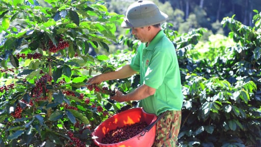 Cà phê, tiêu, điều đều được giá, Mỹ, Trung Quốc mua nhiều nhất, Việt Nam đã thu 28 tỷ USD xuất khẩu nông sản