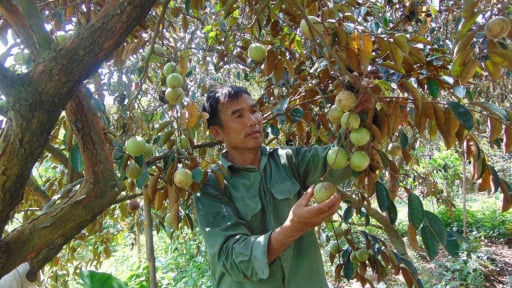 Bắc Giang: Nông dân Tân Yên 'đổi đời' nhờ trồng loại quả to, tròn, bóng bẩy cho thu 300 triệu đồng/ha