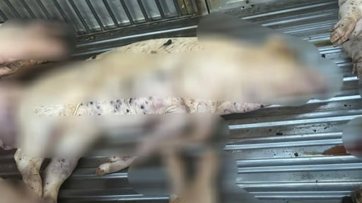 Vụ phát hiện lợn chết không rõ nguồn gốc tại lò mổ ở Quảng Trị: Lời khai của chủ hàng