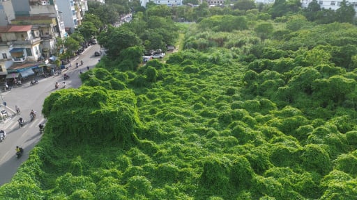 “Đất vàng” bỏ hoang ở phố Lò Đúc, cây dại mọc rậm như khu rừng nhiệt đới