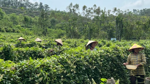 Phát triển sản phẩm OCOP Bắc Giang từ cây dược liệu, nhiều HTX có thu nhập cao