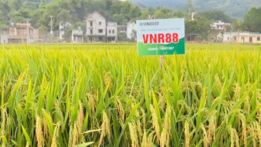Giống lúa mới VNR88 mở hướng tăng năng suất, tăng thu nhập cho nông dân Hòa Bình
