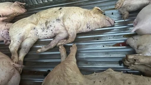 Sau vụ 'tố' C.P. Việt Nam bán thịt lợn bệnh, bắt xe chở lợn bệnh đi tiêu thụ ở Hà Tĩnh, Quảng Trị, Bộ NN&MT đề nghị các địa phương kịp thời chấn chỉnh