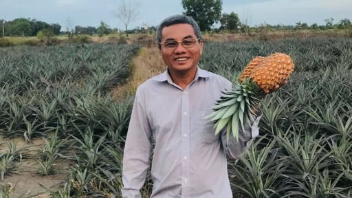 Tỷ phú Tây Ninh đào rãnh vùng đất phèn, trên trồng cây ra quả ngon, dưới nuôi cá đặc sản, thu 10 tỷ/năm