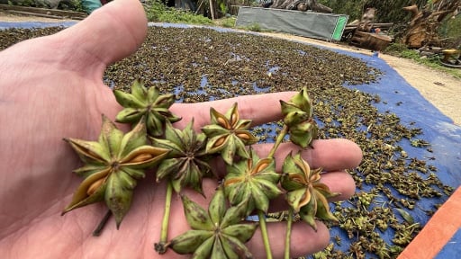 Một ông nông dân Lạng Sơn hơn 40 năm chưng cất thứ tinh dầu quý từ loại cây ra hoa lạ mắt, thơm khắp rừng