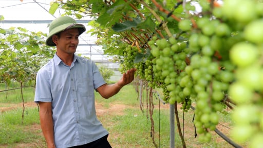 Trồng giống nho có cái tên như một loài hoa, anh nông dân Hà Tĩnh bắt đất cằn nhả tiền tỷ
