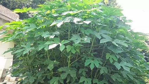 Loài rau thân như cây sắn, lá như lá đu đủ, ăn giòn ngọt, dân làng tiện miệng gọi là rau mì chính
