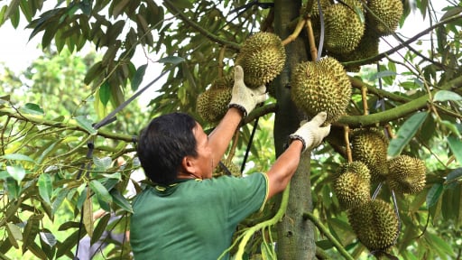 Vì sao Lâm Đồng khuyến cáo người dân không chặt cây trồng khác để trồng mới sầu riêng?