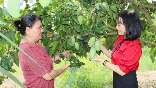 Trước ngày sáp nhập tỉnh Đồng Nai, ở Bình Phước, dân trồng thành công loại xoài gì mà cây thấp tè trái quá trời?