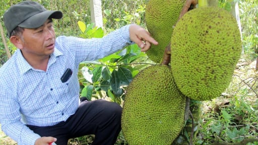 Khi đất biết 'nói', cái nghèo phải rút lui nhờ kỳ tích của những nông dân tỷ phú không bằng cấp ở Bình Định