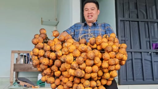 Giá cau tươi tăng mạnh ở Đắk Lắk, Đắk Nông, có buồng cau giống giá hơn 15 triệu đồng