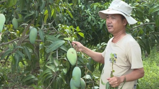 Vùng đất này ở Bình Thuận trồng xoài ngon, cây thấp tè trái quá trời, sao nông dân buồn dấm dứt?