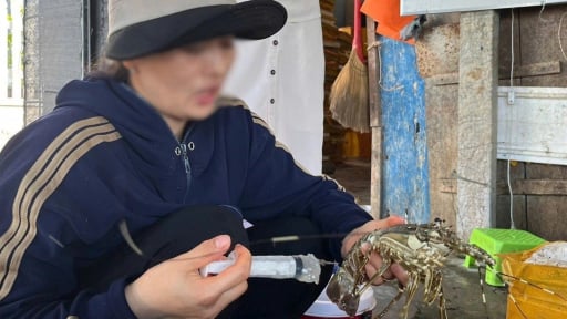 Bơm thạch rau câu 'biến' tôm hùm chết thành hàng tươi, một cơ sở kinh doanh ở Phú Yên bị xử lý