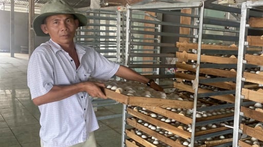 Tỷ phú Tây Ninh, sáng ra nhặt lên 7.000 quả trứng vịt, cả làng phục lăn