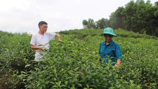 Ở một xã miền núi Thanh Hóa, dân đang có thu nhập tốt hơn nhờ loại cây trồng quen thuộc