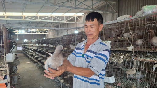 Một ông nông dân Hải Phòng ăn nên làm ra nhờ nuôi thành công loại chim chỉ 'ăn với đẻ là hết ngày'