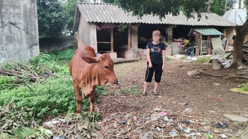 Hiệu quả giảm nghèo từ mô hình cấp bò giống ở xã Quang Trung (Bắc Giang): Hy vọng sinh sôi từ chuồng nhỏ